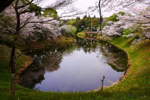 観音池と桜