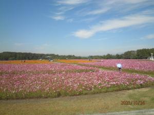 見頃の2層のコスモスです♪空も美しいです♪