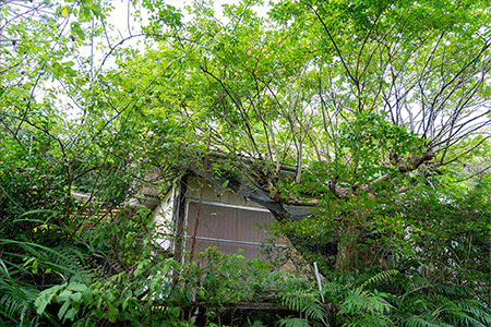 高野町