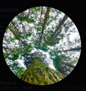 【公式】都城市森林保全課アイコン