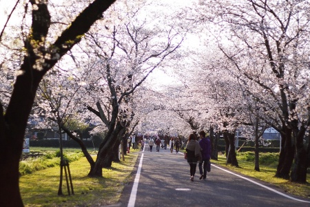 母智丘公園のさくらの画像